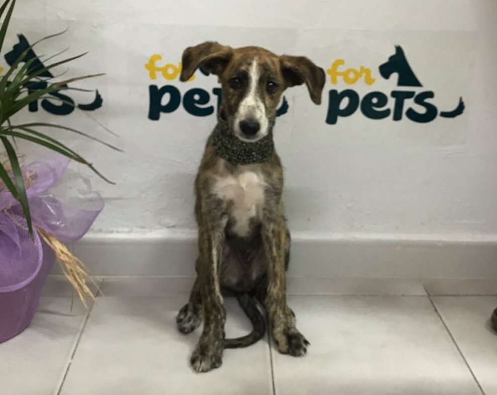 MIAREsproject's tweet photo. Ayuda por favor!! Este cachorro de galgo (macho, 4-5 meses) está buscando una familia y nadie lo quiere :(( lo tiene una amiga de acogida pero necesitamos encontrarle una familia ya!!
Whatsapp: 722229109
Si no puedes adoptarlo dale RT por favor xra compartir https://t.co/BIAmtgaCvv