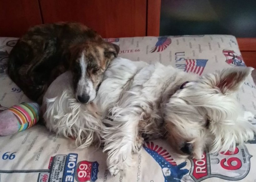 MIAREsproject's tweet photo. Ayuda por favor!! Este cachorro de galgo (macho, 4-5 meses) está buscando una familia y nadie lo quiere :(( lo tiene una amiga de acogida pero necesitamos encontrarle una familia ya!!
Whatsapp: 722229109
Si no puedes adoptarlo dale RT por favor xra compartir https://t.co/BIAmtgaCvv