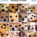 あなたは分かる？？!見分けがつきにくい子犬と本物の違い!