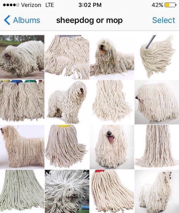 あなたは分かる？？ｗｗｗ見分けがつきにくい子犬と本物の違いｗｗｗ