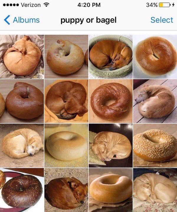 あなたは分かる？？ｗｗｗ見分けがつきにくい子犬と本物の違いｗｗｗ