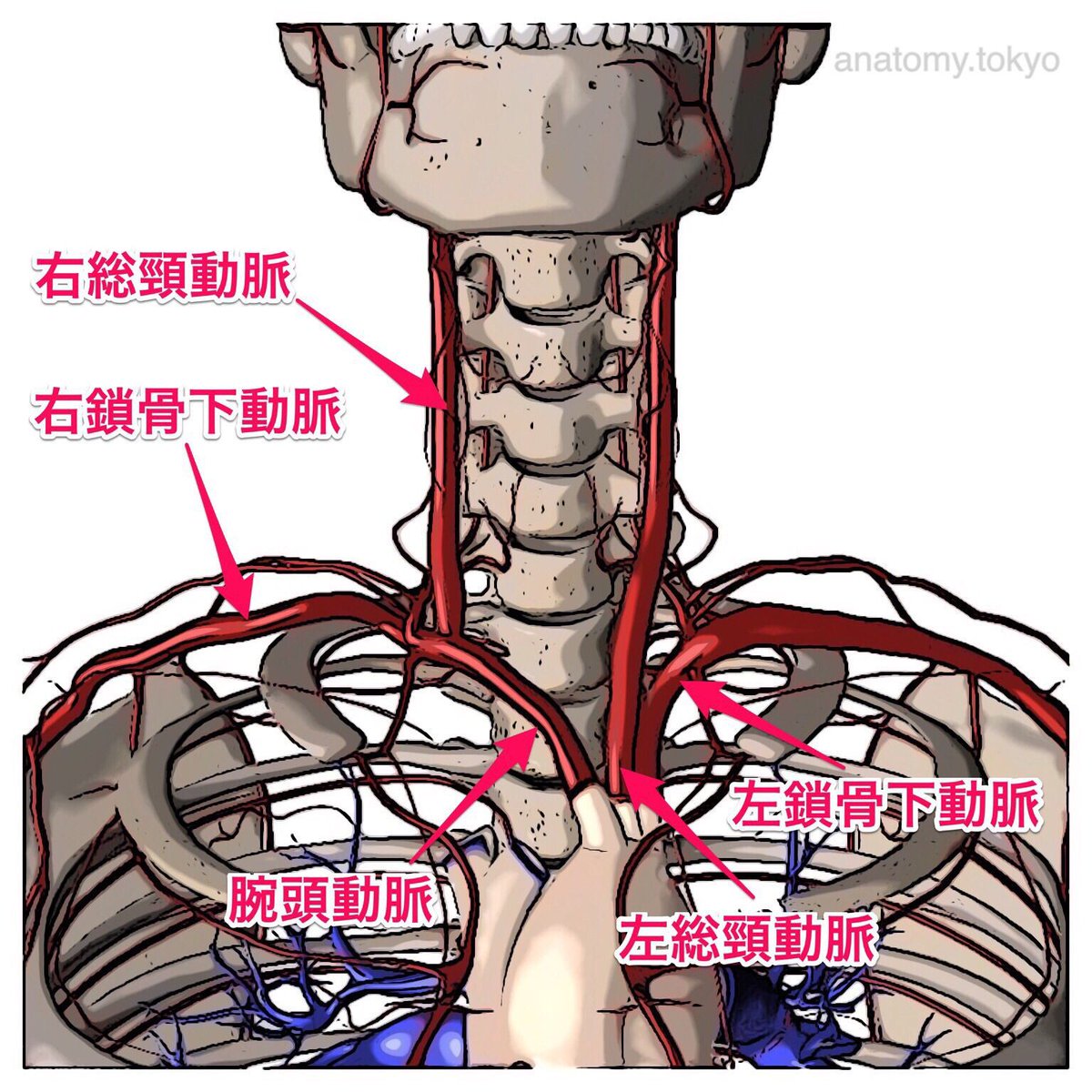 かずひろ先生 なるほど解剖学 総頸動脈は右は A から 左は B から分岐する 解答 A 腕頭動脈 B 大動脈弓 総頸動脈は右は腕頭動脈から 左は大動脈弓から分岐します 解剖学 頭頸部の脈管 一問一答 T Co R7knmca5xa T Co かずひろ先生 なるほど解剖学 総頸動脈は右は A から 左は B から分岐する 解答 A 腕頭動脈 B 大動脈弓 総頸動脈は右は腕頭動脈から 左は大動脈弓から分岐します 解剖学 頭頸部の脈管 一問一答 T Co R7knmca5xa T Co