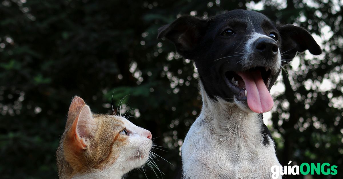 guiaongs's tweet photo. Los animales se quedan sin derechos: la nueva ley de Reino Unido https://t.co/WxTkRkLqZF https://t.co/AsikNLMnp2