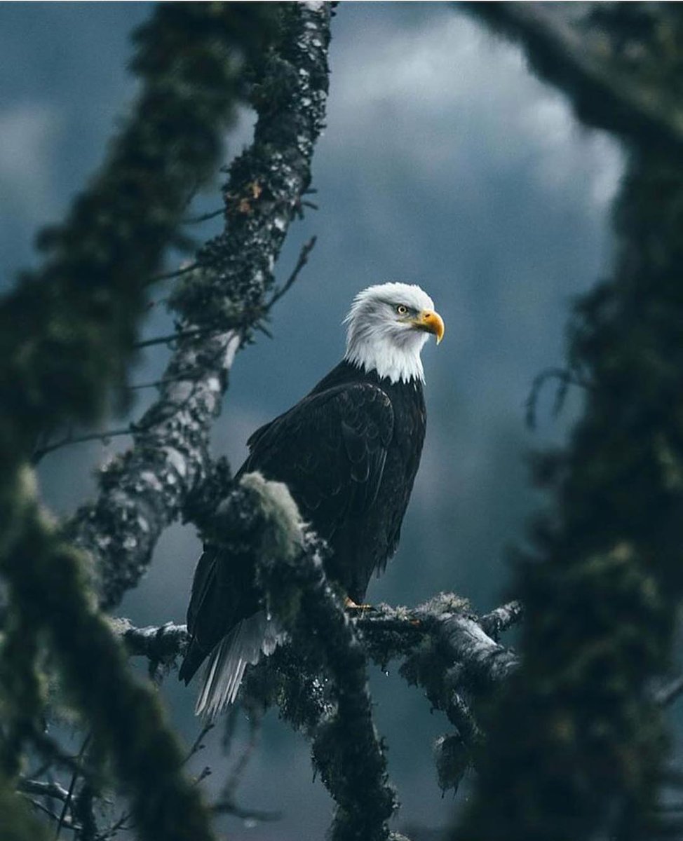 Danyoliver31's tweet photo. Magnificent eagle https://t.co/YHoyIXOMhP
