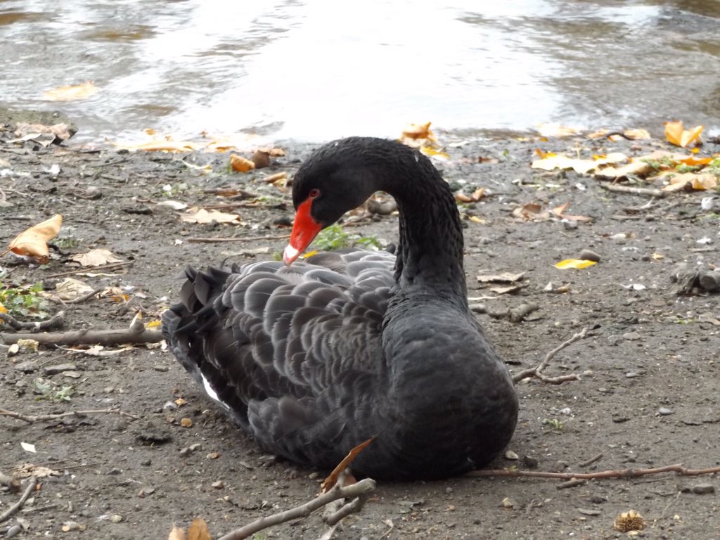 BegglesDenise's tweet photo. #beautiful #wildlife #squirrel #blackswan #pelican #stjamespark #royalpark #autumn #londonin4 https://t.co/8JIMXQEv95