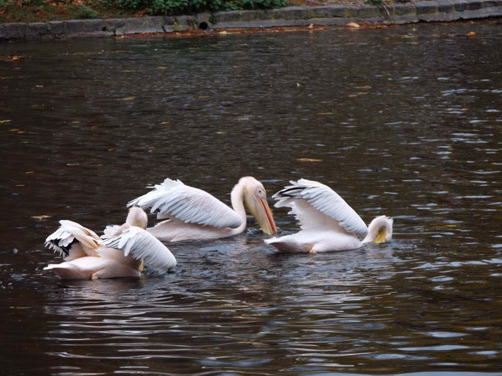 BegglesDenise's tweet photo. #beautiful #wildlife #squirrel #blackswan #pelican #stjamespark #royalpark #autumn #londonin4 https://t.co/8JIMXQEv95
