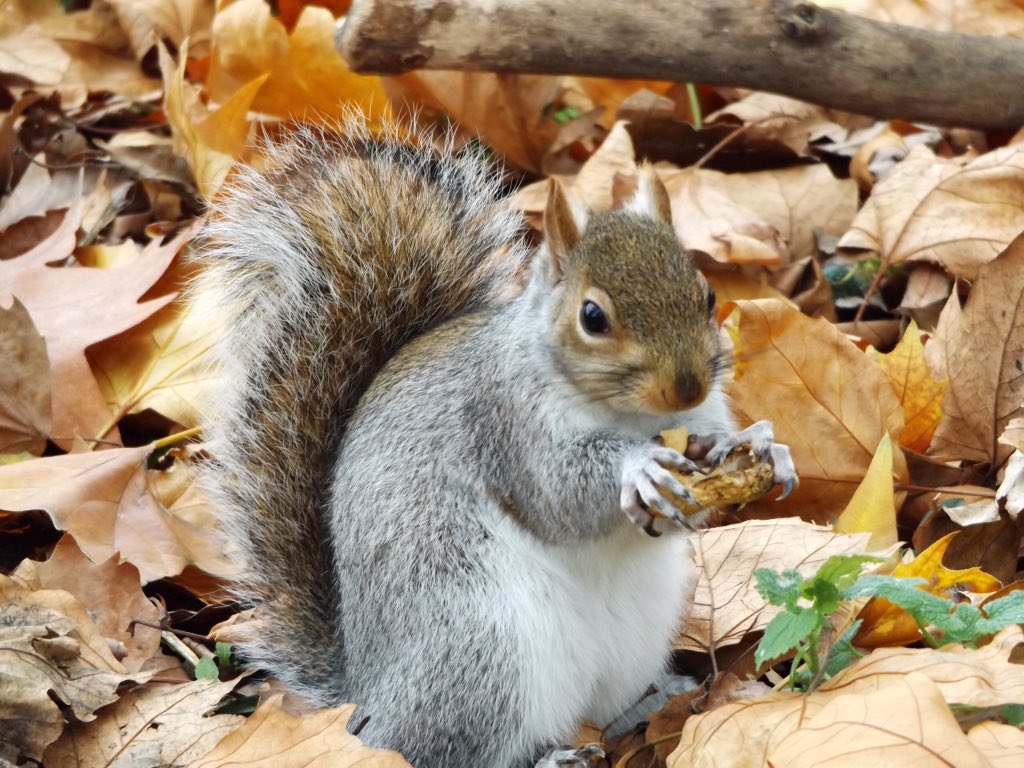 BegglesDenise's tweet photo. #beautiful #wildlife #squirrel #blackswan #pelican #stjamespark #royalpark #autumn #londonin4 https://t.co/8JIMXQEv95