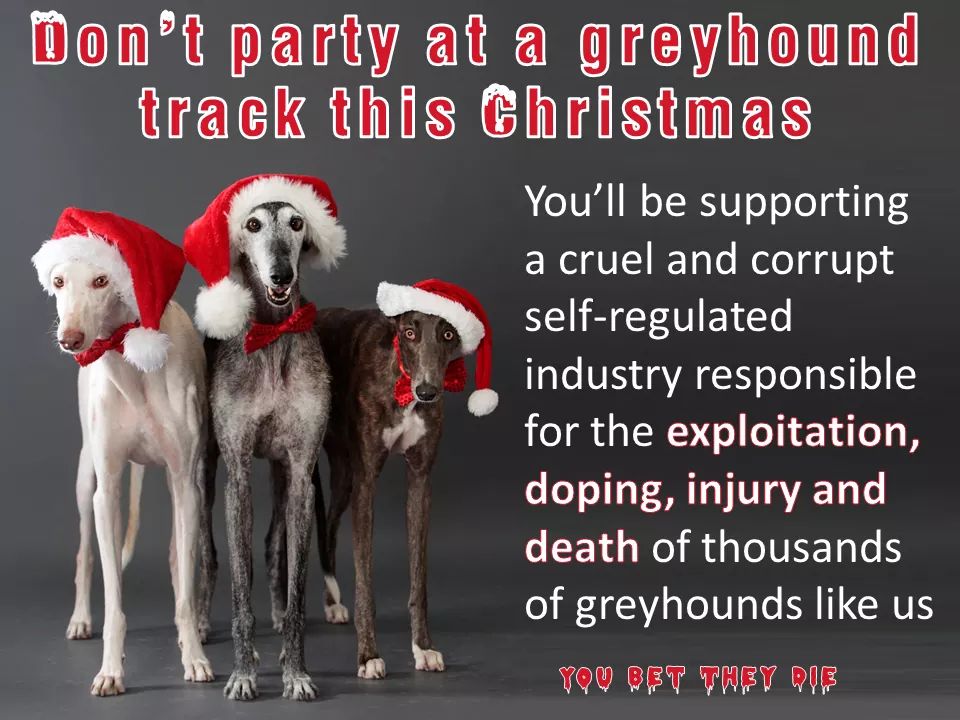 YouBetTheyDie's tweet photo. Perhaps the @MayorOfHavering will now hold a charity fundraiser which does not rely on the exploitation, doping, injury &amp; death of #greyhounds whilst @romdforddogs is closed https://t.co/b0KTSuEobh