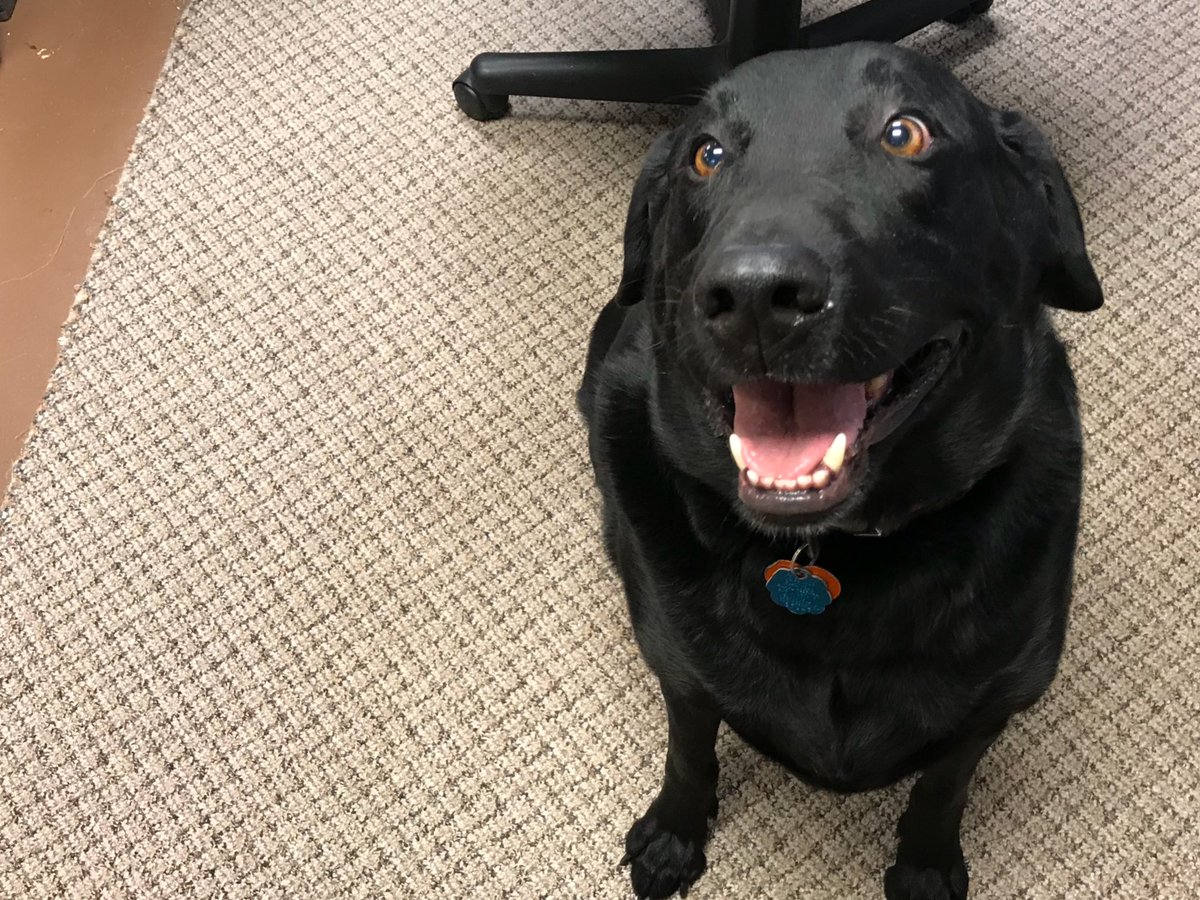 naysabemies's tweet photo. Hero came to visit me at work today🐾 https://t.co/46NLhVUzNz