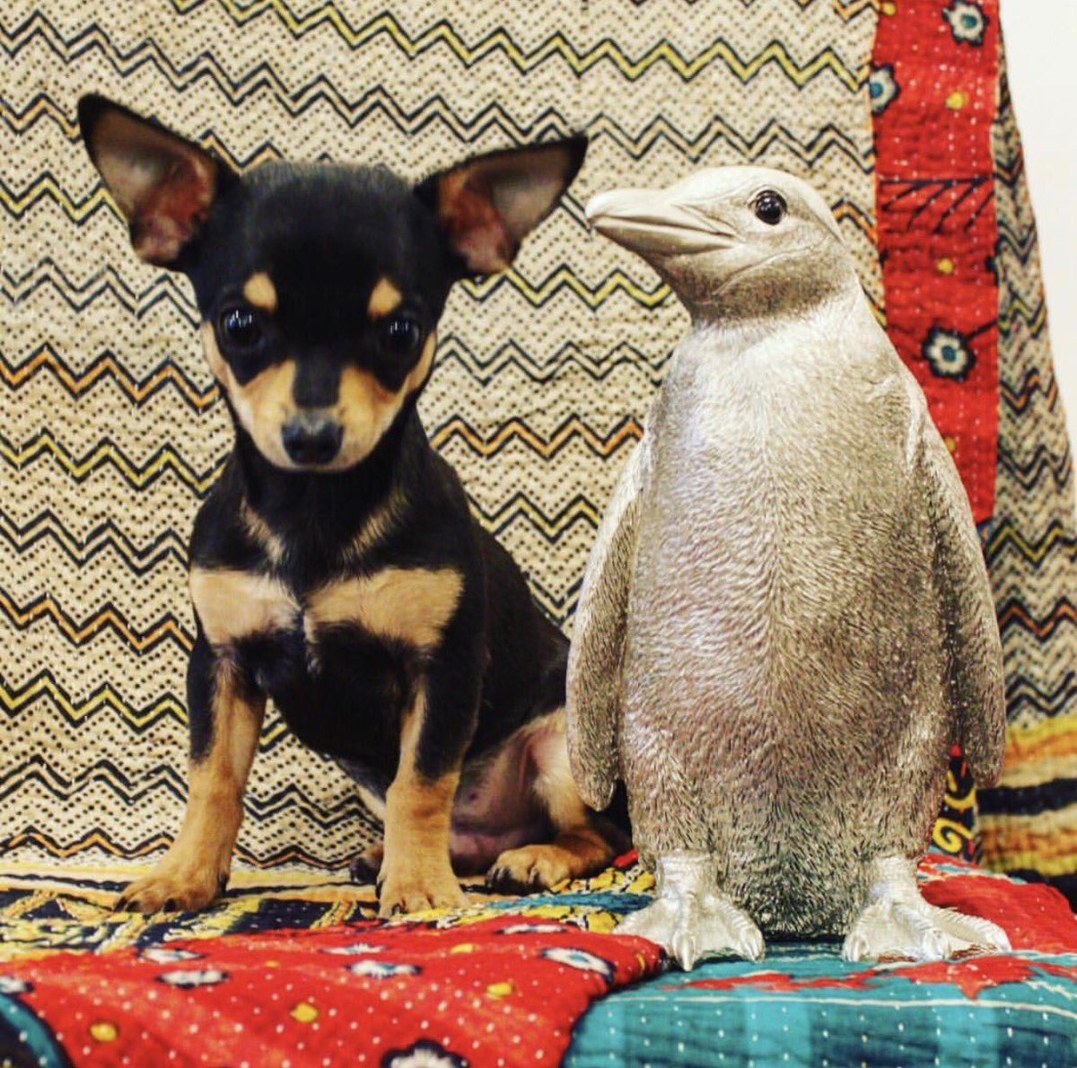 Welcome to Bobby our new member of staff pausing with his buddy the penguin 🐶🐧