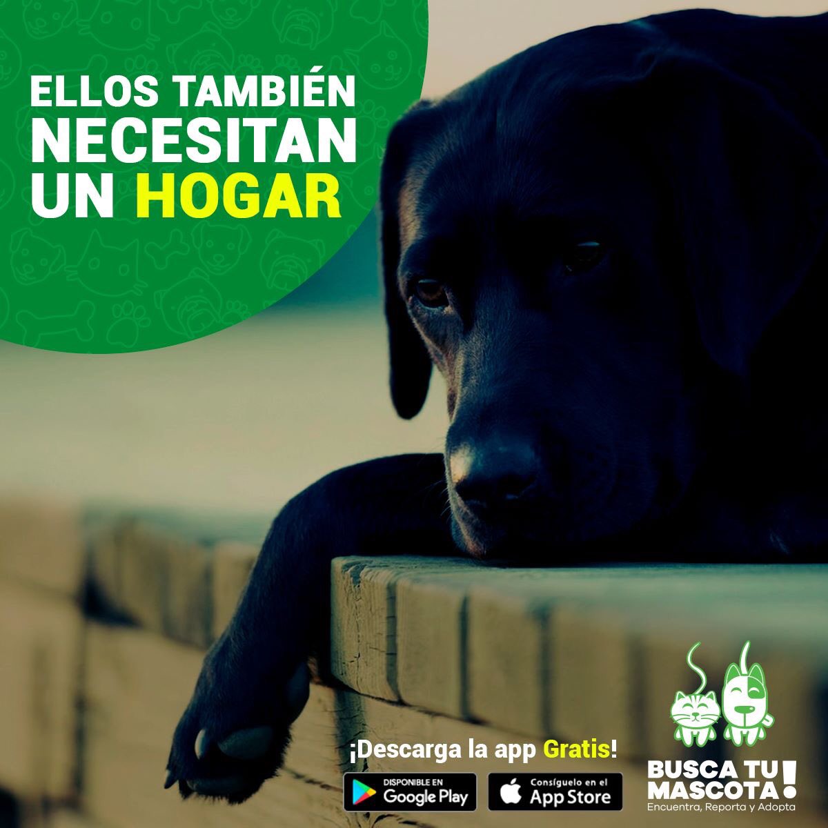 BuscaTuMascota_'s tweet photo. Si tienes planes de adoptar una mascota, puedes hacerlo por medio de nuestra app. Revisa nuestro catálogo de adopciones.
#iOs #Android https://t.co/ozoUwqdzaf https://t.co/ZNQsnqWKJG