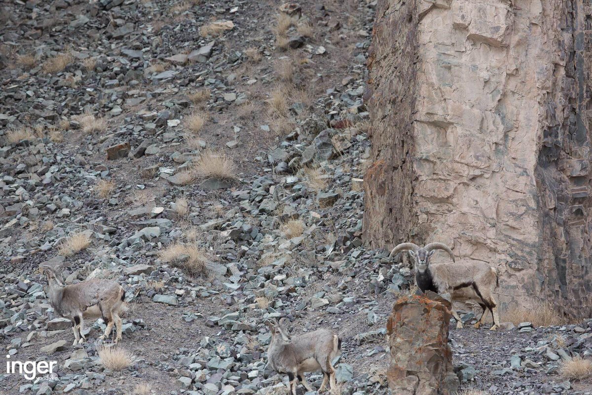DMAX_es's tweet photo. RT si eres capaz de encontrar el leopardo de la foto. https://t.co/weTeOaVqrk