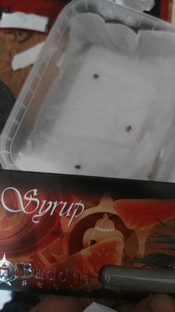 SkinnyWhiteGrow's tweet photo. Día 15/11/17 Peep muere y yo sigo dando paso a más vida, estas van por ti y por @Apez140 #Syrup 5 días germinando, así lucen al 2o día #cultivabuddhaseeds @BuddhaSeeds #rootexplosion #abonoskayasolutions https://t.co/NKv1XVlevj