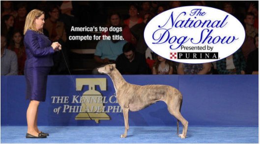 AHofFairfield's tweet photo. If you're not into watching football on Thanksgiving, Check out the National Dog Show on NBC starting at Noon.  
https://t.co/LcynKksEJ2 https://t.co/bCndG92MGy