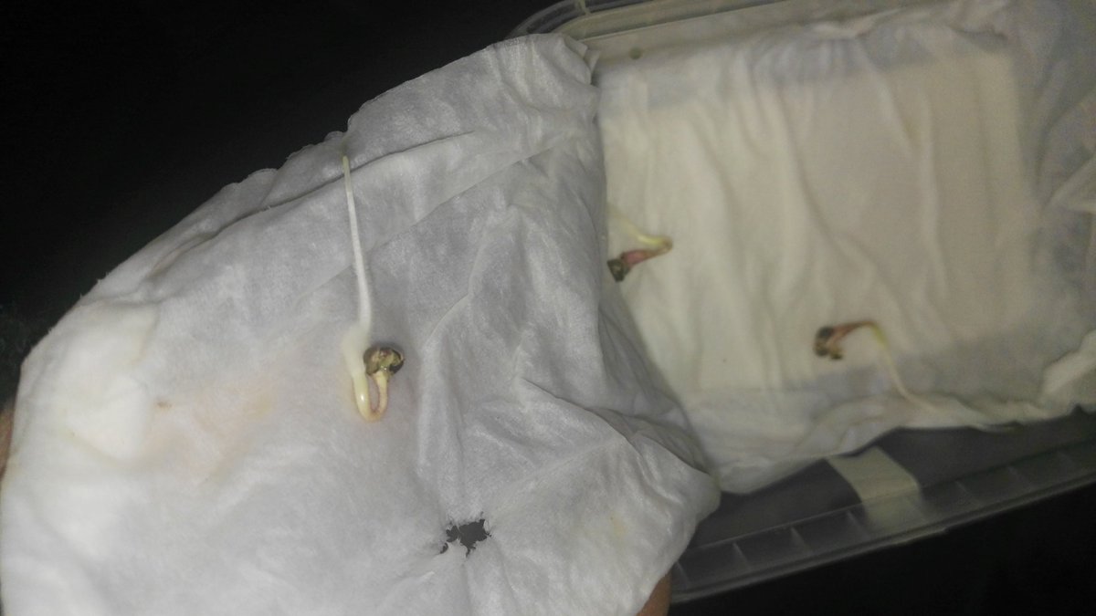 SkinnyWhiteGrow's tweet photo. Día 15/11/17 Peep muere y yo sigo dando paso a más vida, estas van por ti y por @Apez140 #Syrup 5 días germinando, así lucen al 2o día #cultivabuddhaseeds @BuddhaSeeds #rootexplosion #abonoskayasolutions https://t.co/NKv1XVlevj