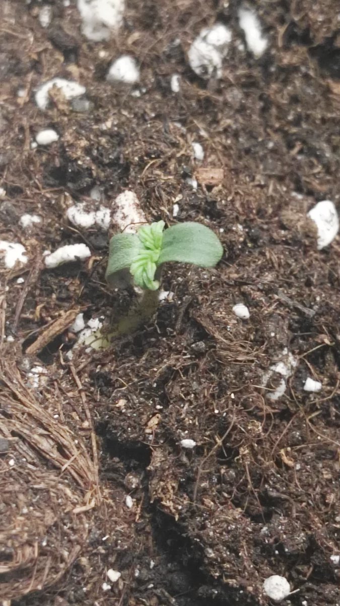 SkinnyWhiteGrow's tweet photo. Día 15/11/17 Peep muere y yo sigo dando paso a más vida, estas van por ti y por @Apez140 #Syrup 5 días germinando, así lucen al 2o día #cultivabuddhaseeds @BuddhaSeeds #rootexplosion #abonoskayasolutions https://t.co/NKv1XVlevj