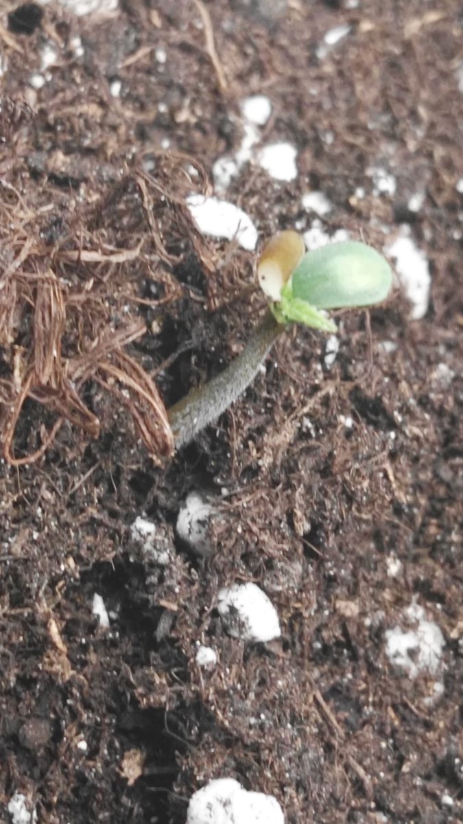 SkinnyWhiteGrow's tweet photo. Día 15/11/17 Peep muere y yo sigo dando paso a más vida, estas van por ti y por @Apez140 #Syrup 5 días germinando, así lucen al 2o día #cultivabuddhaseeds @BuddhaSeeds #rootexplosion #abonoskayasolutions https://t.co/NKv1XVlevj