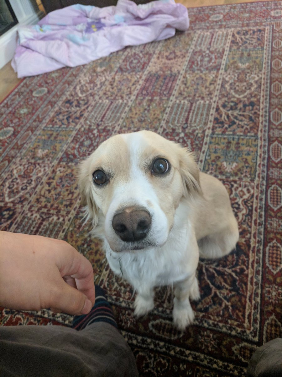 DavidPickupPV's tweet photo. This is my the best part of my morning routine now. Life is good https://t.co/r0lI63oNA0