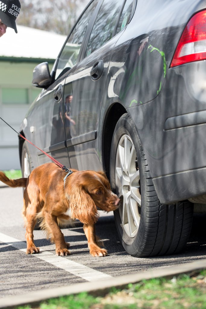dstlmod's tweet photo. Double blind #animal #training system for #sniffer-dogs available for #EasyAccessIP licence https://t.co/qswOPN9q06 https://t.co/iXEsvGLRGZ