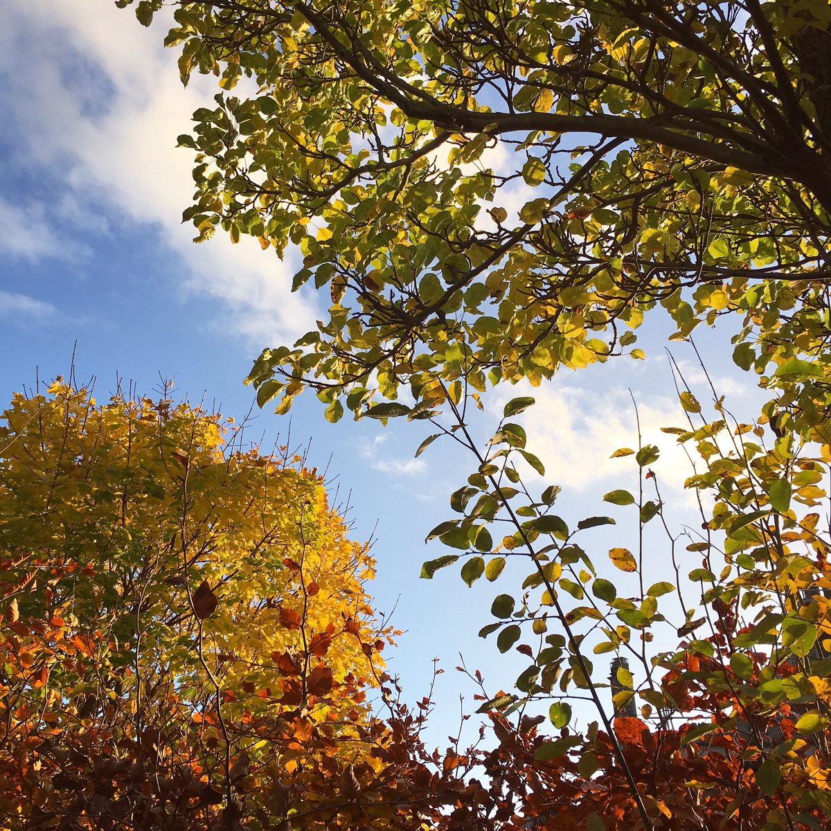 NaylorFay's tweet photo. Can we go back to sunshine and blue skies now please. #autumn #sunshine #trees #colourful https://t.co/NSXhjtn0g9