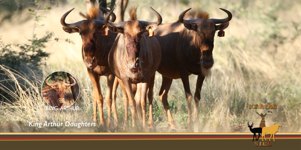 KaribuStud's tweet photo. Our animals have been thriving and we are so excited to share our lovely 23 month old ladies, Daughters of the legendary King Arthur. We can’t wait to see the birth of their first calves sired by Sir Lancelot. Sir Lancelot boasts a 30 3/8” RW and the #1 SCI of 92 1/8” @ 24 months https://t.co/2eC8TVcARE