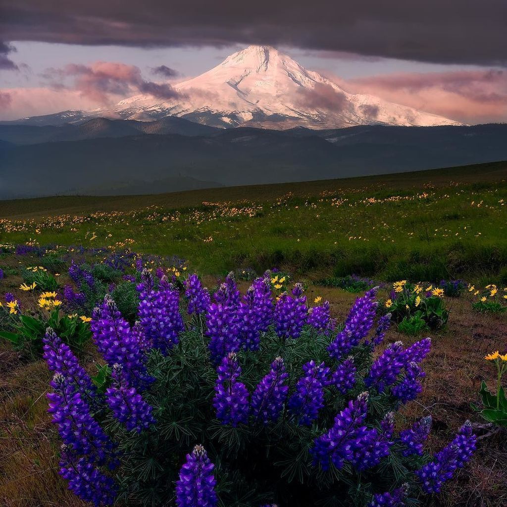 MattPaynePhoto's tweet photo. Dreaming back to that time I photographed Dalles Mountain Ranch wildflowers with @michaelbollino ... I do miss Mt Hood - it is one special mountain!

#mainvision #wildflowers #mthoodterritory #ig_shotz #dreamcapture https://t.co/VXaCxAja5h https://t.co/wNjhoEmM69