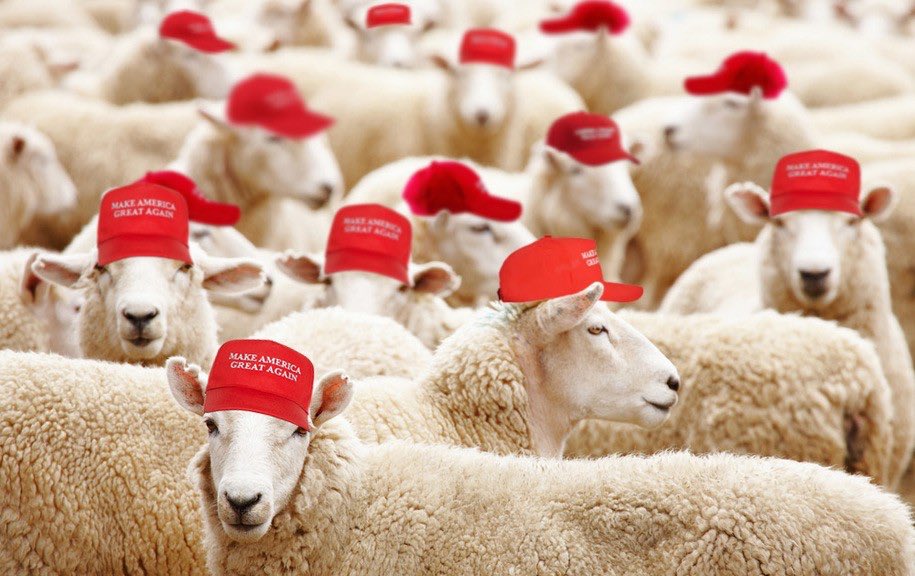 matts_acting_up's tweet photo. @StickmanBleedin @anad444 @gopgirl13 @realDonaldTrump #FoxSheep https://t.co/Huz84TCUm5