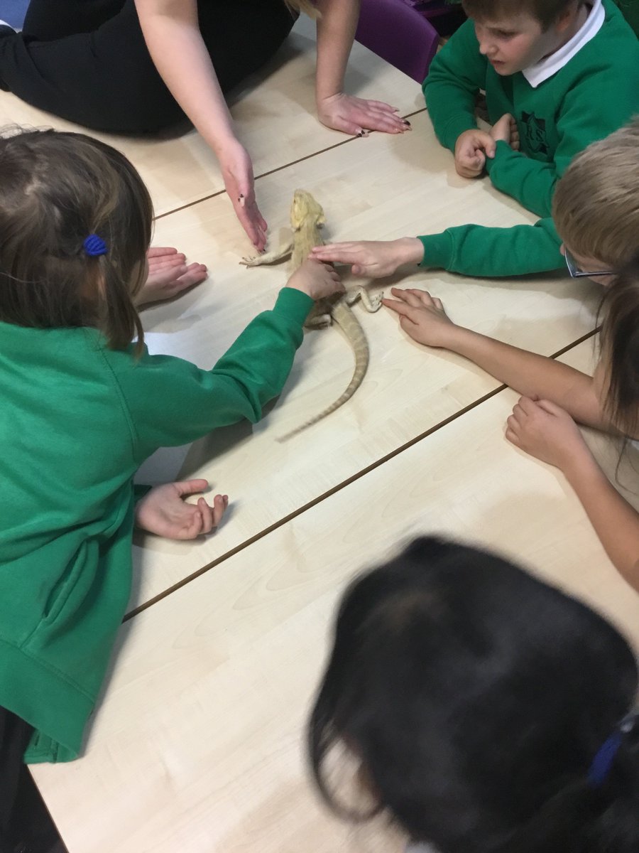 Y3Roundhay's tweet photo. We’ve had some interesting visitors in Y3 today! @ZooLabUK are here! We’ve been learning about animals as part of our science topic. https://t.co/RxZ6y6aOD2
