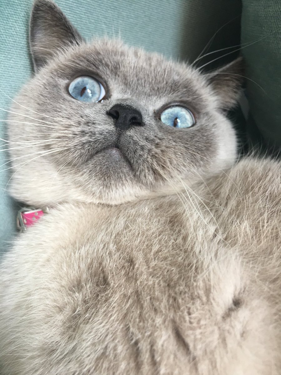 nurryyla's tweet photo. #szeretengem #királynő #cat #cateye #eyelineronpoint #bouledepoil #cutepetclub #meow_beauties #ronronar #animalvideo #catsnet #cats_of_world #แมว #ねこ #kedi #chaton #kawaii #animalsco #catsofgram #pleasantcats #thedailykitten #britishshorthair #gatton #gatti #gattini #cat 👼🏻 https://t.co/Sky597x22c