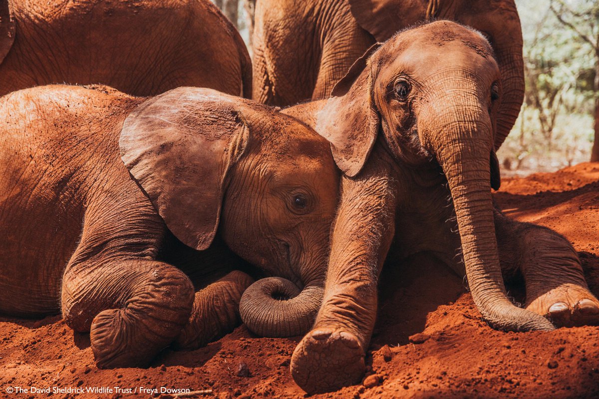 SheldrickTrust's tweet photo. Elephants are just like us but they need our help! On #GivingTuesday, we have secured a 2x match for donations up to $250,000 so your donation can have a bigger impact for families like this. Mark your calendars! #bekindtoelephants https://t.co/JyBFGkWJWt