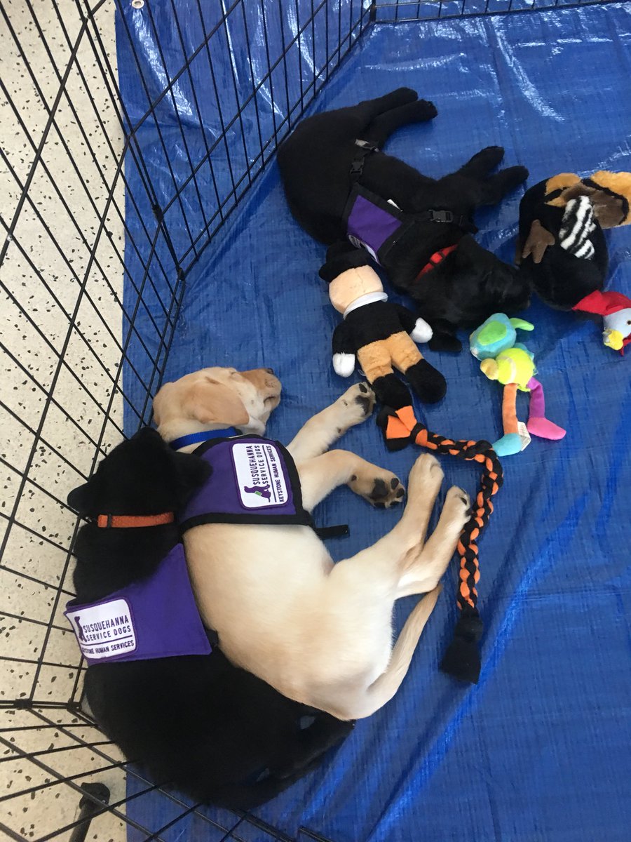 amandaaugust27's tweet photo. There are puppies at HIA today!! https://t.co/7fk7VtWISB