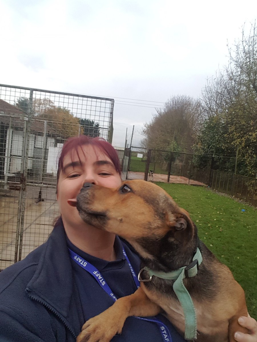 Hullccnews's tweet photo. Very good boys and girls! Piper, Bruce and Gill are looking for forever homes, can you help? (Our dog wardens Paige, Luke and Michelle already have homes, sorry) https://t.co/RZiu3B9xLL https://t.co/7bDuwmVBbs