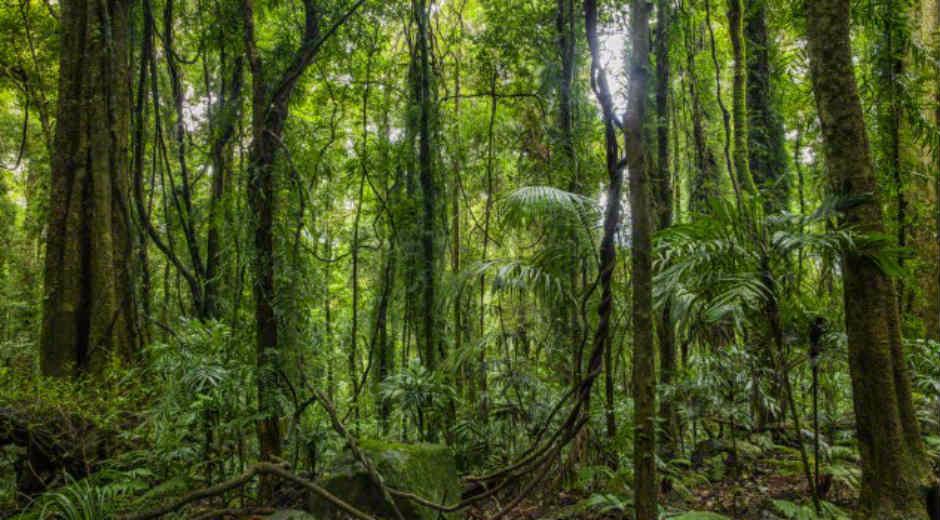 provita_ong's tweet photo. No sólo el #cardenalito está amenazado, el bosque seco tropical donde él vive también lo está. Estos bosques secos tropicales están en 6 de las 10 ciudades más grandes de Venezuela. Aprende más en https://t.co/WL4tvfcf3A https://t.co/5dLkvOoTIf