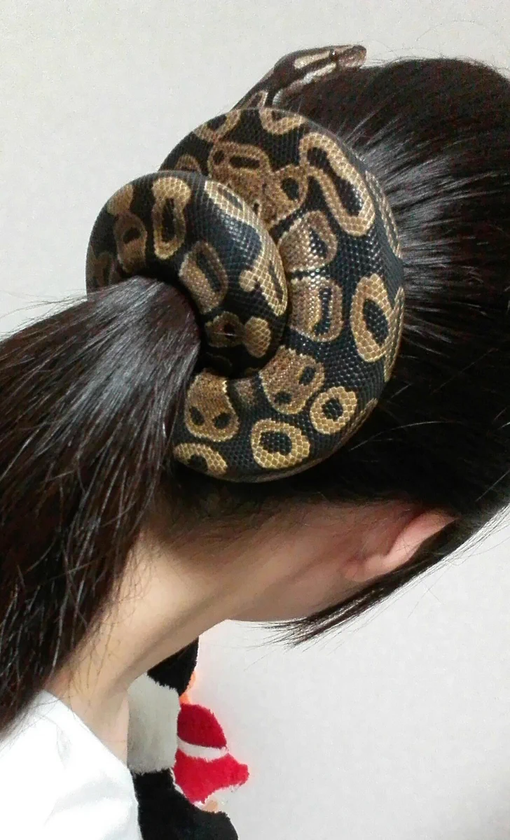 えっこれ本物！？飼い主が好きすぎるヘビが落ち着いた場所がヤバすぎるｗｗｗ