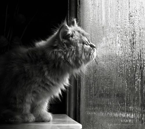 Big Lenny tweet media