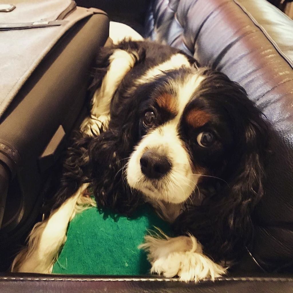 cavinthewild's tweet photo. Best seat in the house, wedged behind suitcase. Don’t forget me guys! https://t.co/tWz7cVGRPT https://t.co/BZ69Dh5Rzy