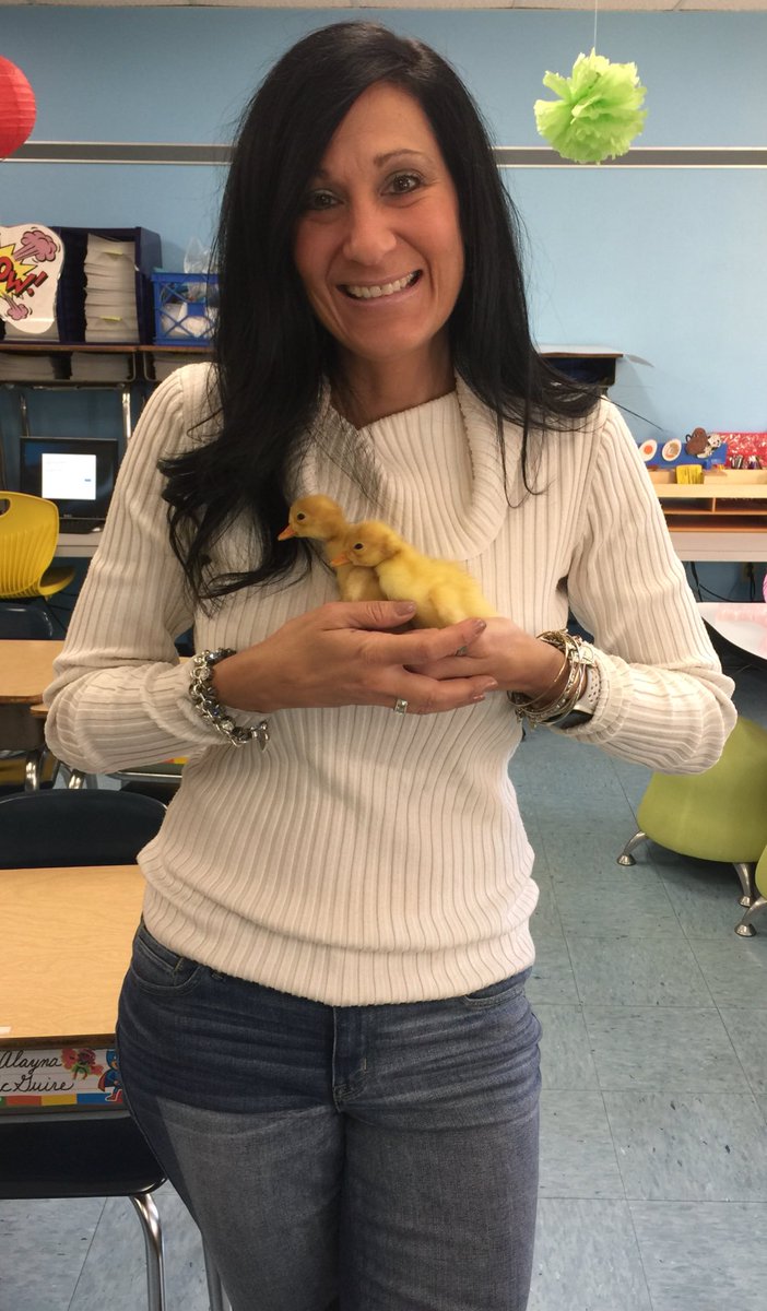 Rosgone4thgrade's tweet photo. Ducks, ducks, ducks!! We're head over heels for our 2 ducks! 😍😍😍#scienceexperiences #EveryKidEveryDay https://t.co/V7oLOIkx9W