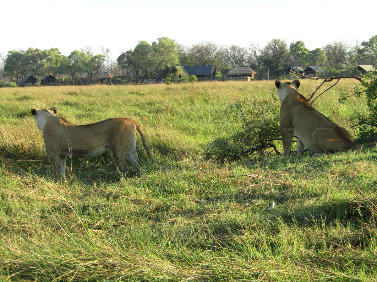Watching us... watching them...

Even the lions love the Sable Alley safari experience!

#safarisofcharacter