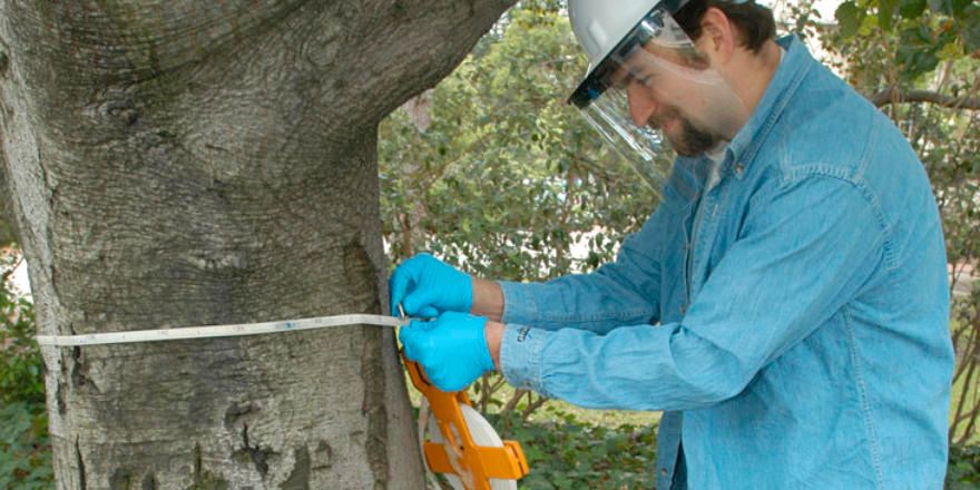 GreenappsWeb's tweet photo. EvaluaTree, a new app in design to inventory the health status of the trees through a questionnaire https://t.co/mLLWPLoMJK π@ESPM_Berkeley #forestrytools https://t.co/NxDEkdGMVV