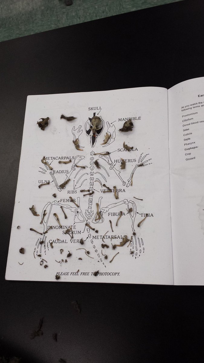ThatMrTomkins's tweet photo. Every owl pellet is an adventure @SalComp. #science14 #noitsnotthatgross https://t.co/7eZIebcUDW