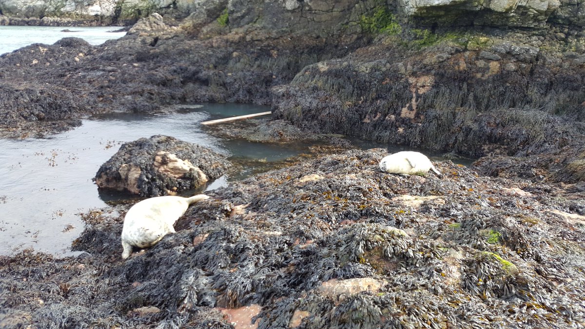 #yourhowth Wildlife so close to us, mother and baby seal #Howth
