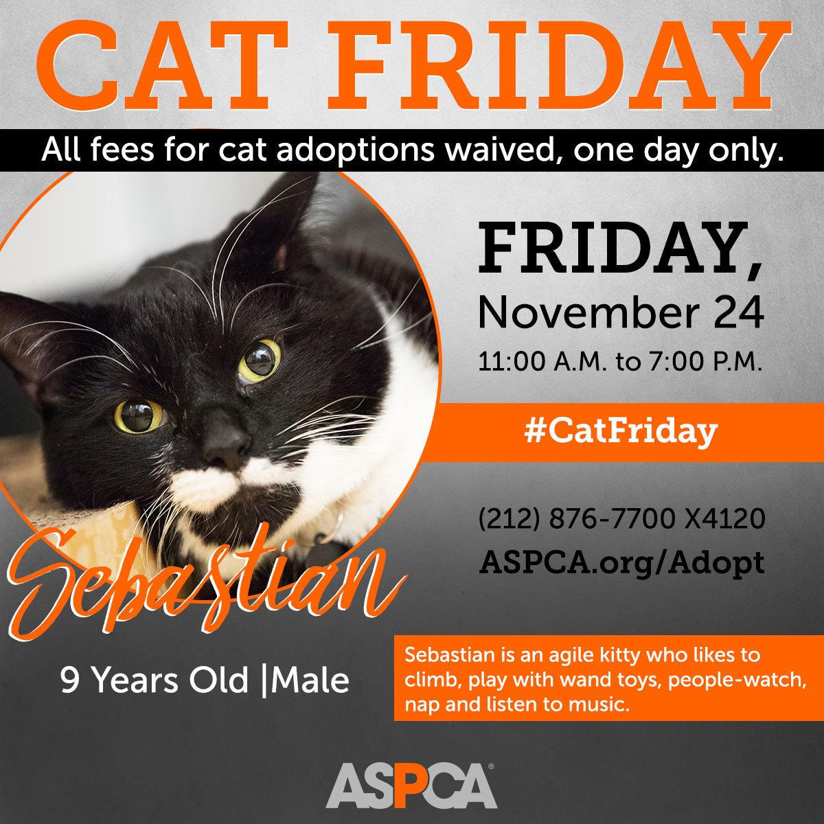 Aspca Say Hi To Sebastian Stop By And Meet Him This Friday For A Special Catfriday Promotion We Re Waiving Adoption Fees On All Cats And Kittens At Our Adoption
