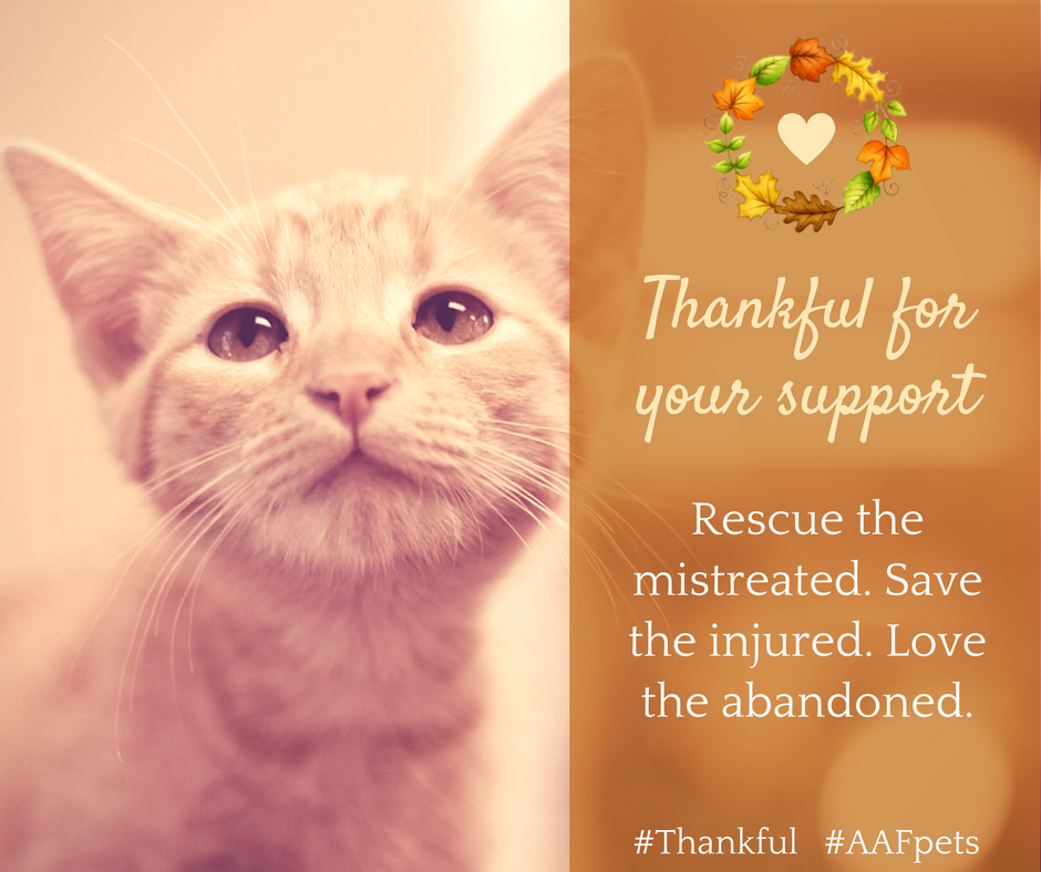 AAFPets's tweet image. #Thankful #AAFpets