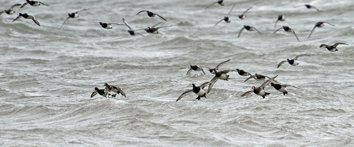 BirdnWaterFowl's tweet photo. DucksUnlimited: Migration Alert: Ohio Hosts Solid Waterfowl Numbers Going into Holiday Weekend
https://t.co/hL8ZhBkBDx #hunting #duckhunting #migration https://t.co/MbITiS5nN8