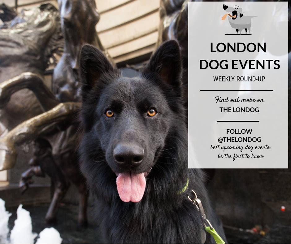 #LondonDogEvents! 🎄🎉 Starting the festive season in style, pick your favourite #dogevent for the weekend! thelondog.com/dog-events-lon… #londondogs #christmasdog #london