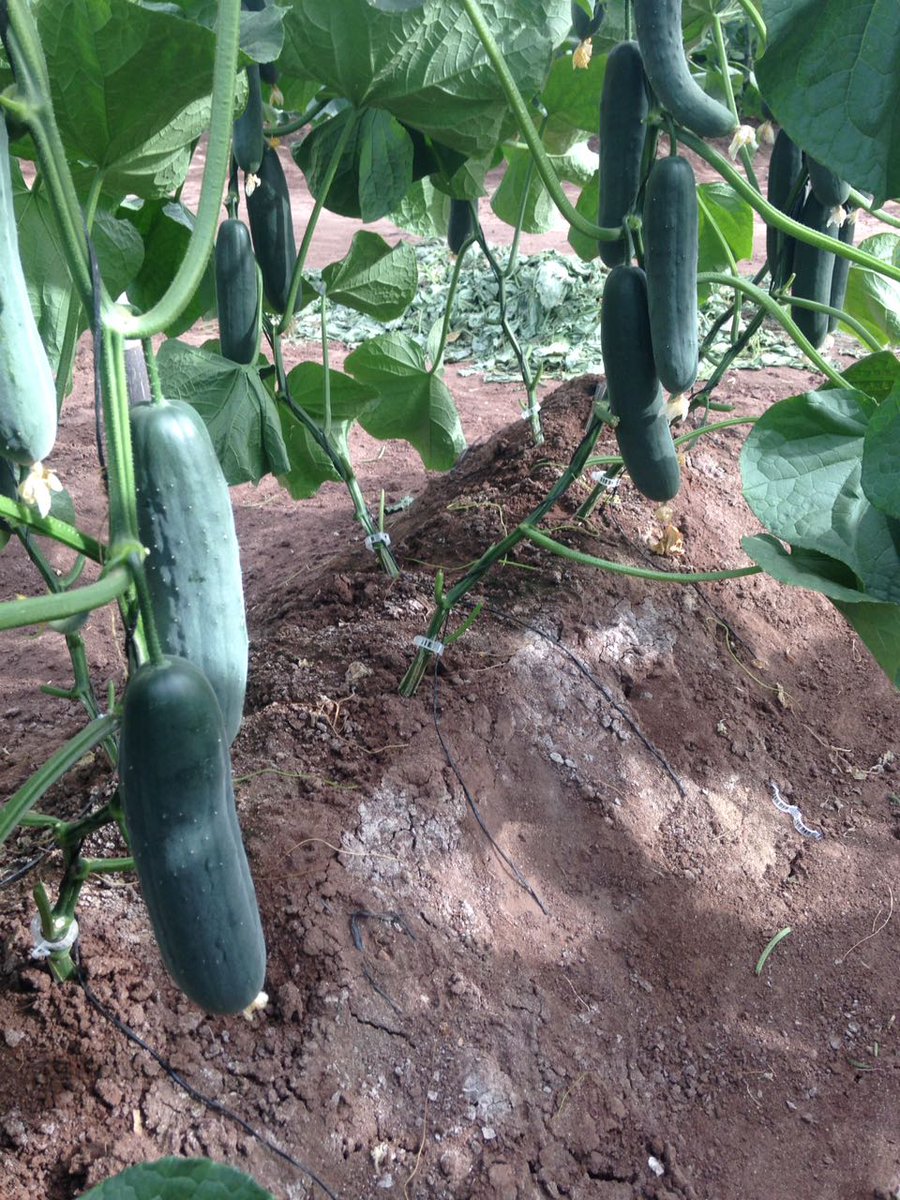 TripleHProduce's tweet photo. #HealtyTip Eating cucumber peel can help with digestive problems because of its fiber richness. https://t.co/oAmzsHafUU