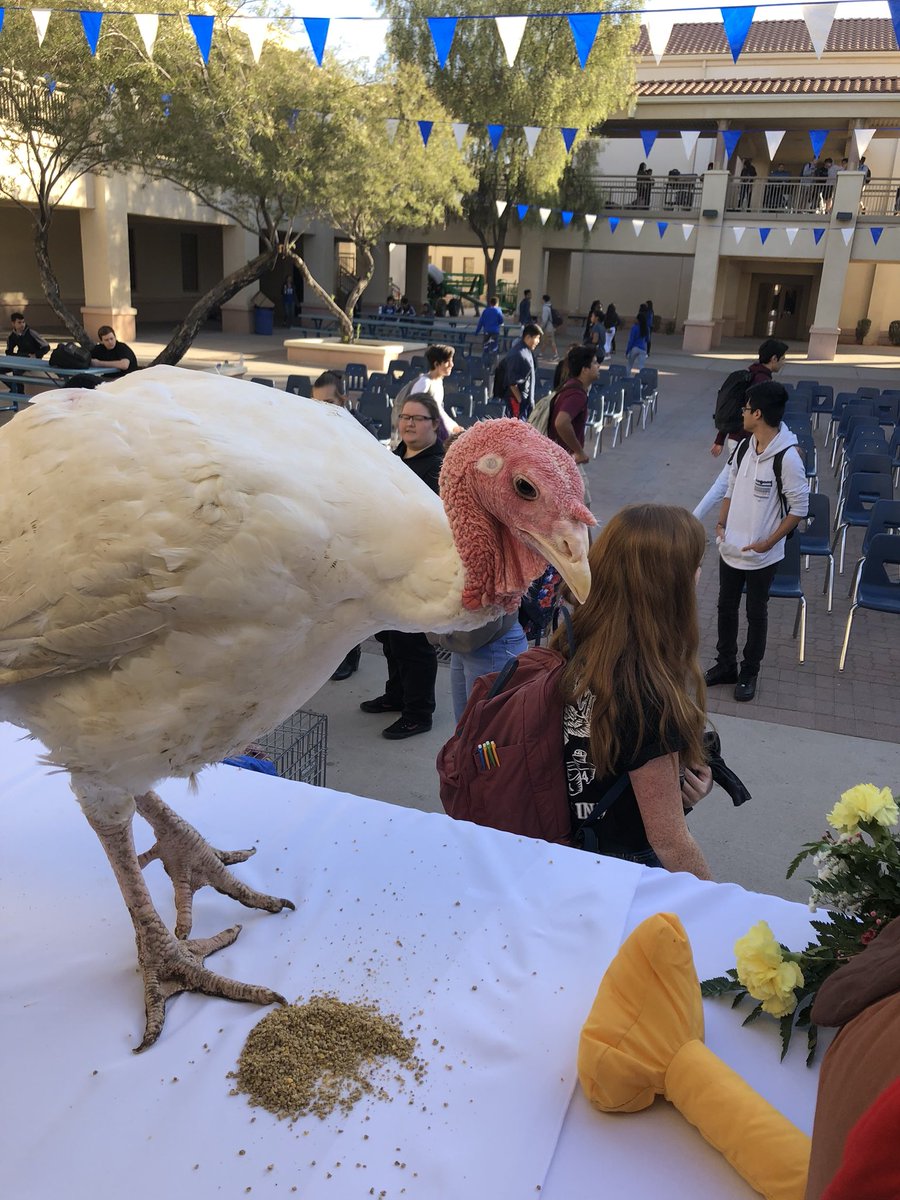 ChandlerCARECtr's tweet photo. Thank you to @Chandler FFA, @ChandlerHigh and @LRother_CHS for pardoning FOUR turkeys to raise money for the CARE Center! @ChandlerUnified https://t.co/y92e6op8xk