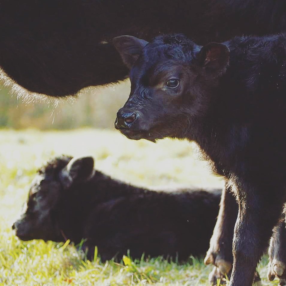 LowerDairyFarm's tweet photo. Two lively little Angus calves born this week on the farm. https://t.co/bE7pivL5Cg
