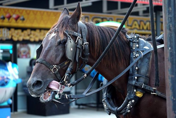 BIENESTAR ANIMAL| La nueva ordenanza de galeras incorporará sanciones que limitarán su actividad goo.gl/YwPdYw
