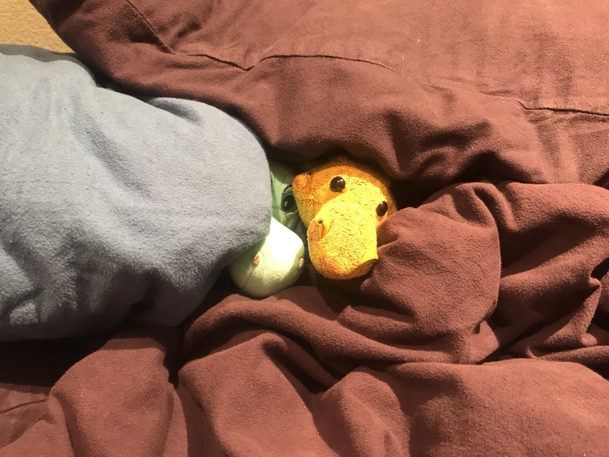 Plushygold tweet media